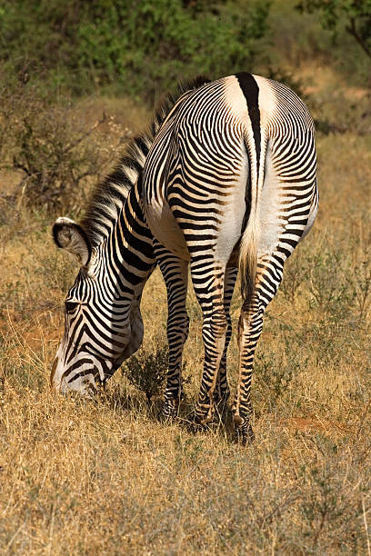 stripy Grevys zebra stock photo