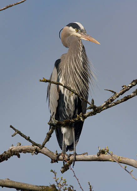 Great Blue Heron Perched in Tree stock photo