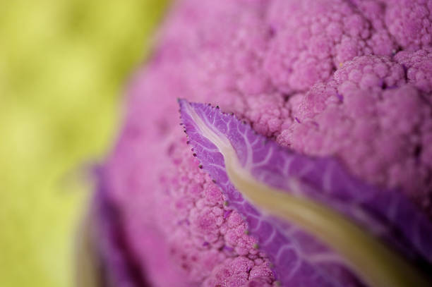 Purple Cauliflower stock photo