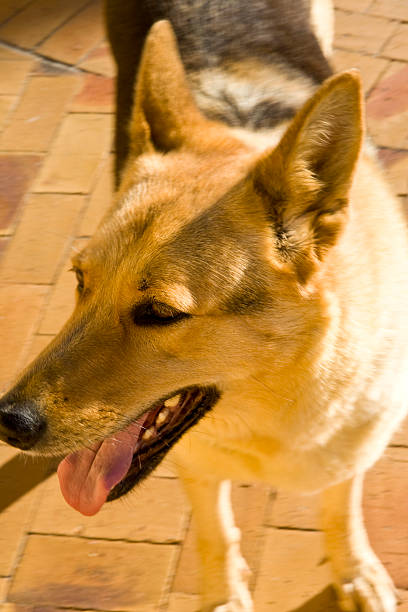 German Shepherd stock photo