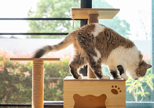 A cat tree is an artificial structure for a cat to play.