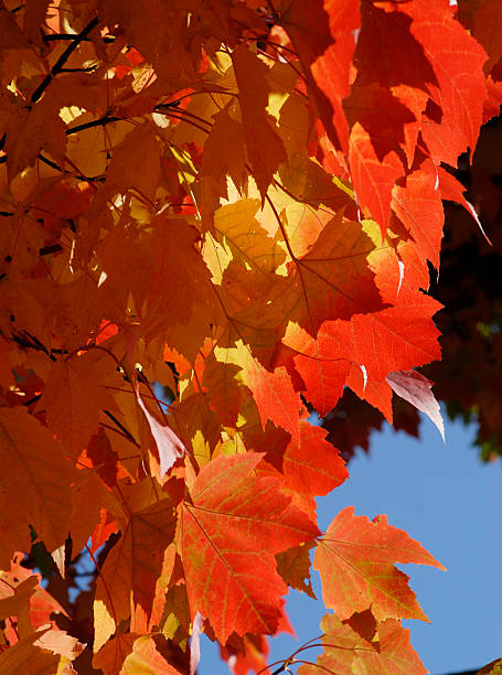 Fall Foliage stock photo