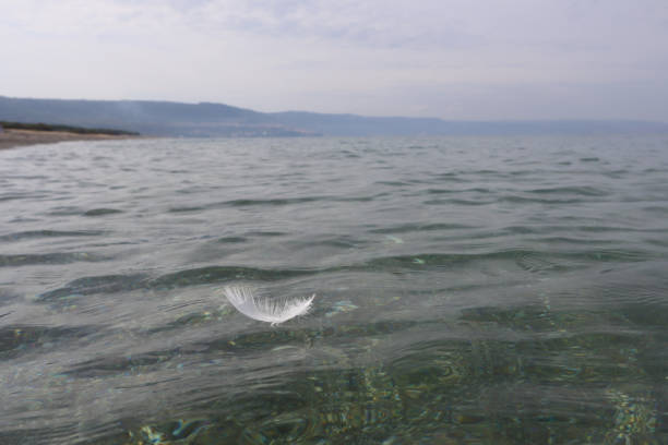 A light white seagull feather on the surface of a calm sea against a gray sky