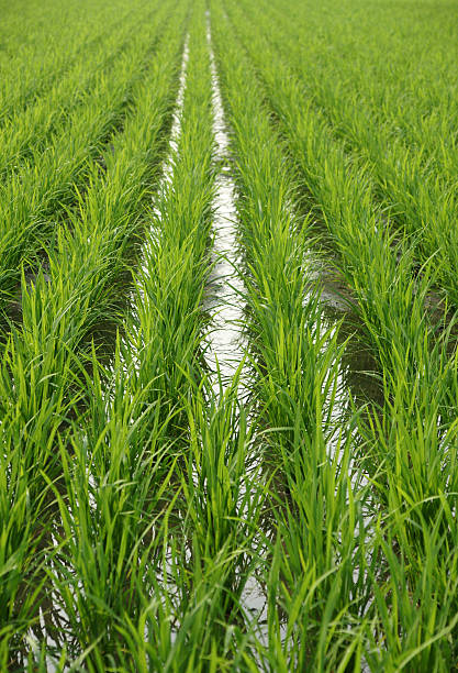 perspective of a ricefield stock photo