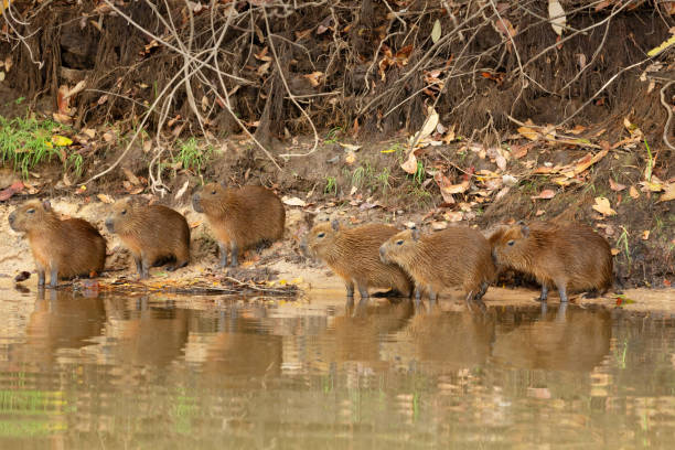 istock Group of Capybaras sitting on a river bank 1476557646