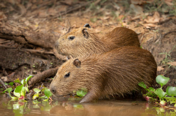 istock Close up of two small Capybaras on a river bank 1476557648