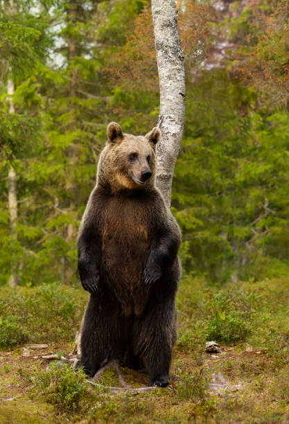 istock Eurasian brown bear standing on hind legs in a forest 1476557651