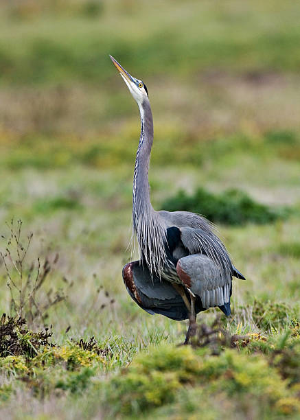 Great Blue Heron in Warding Off Stance stock photo
