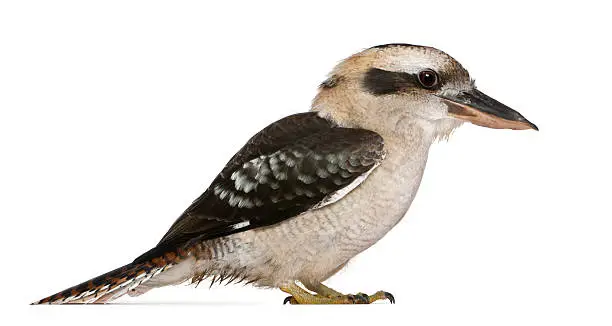 Laughing Kookaburra, Dacelo novaeguineae, a carnivorous bird in the kingfisher family, standing in front of white background