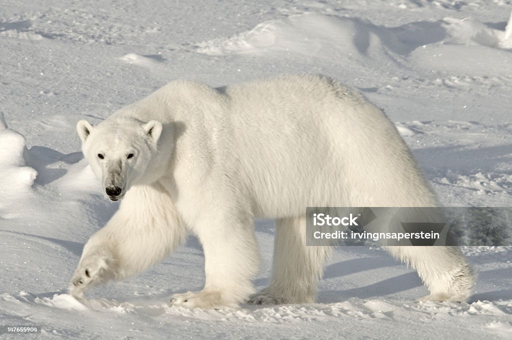 Urso Polar Ártico, - Foto de stock de Urso polar royalty-free