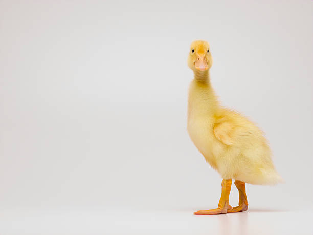 istock Duck on a white background looking directly at the camera 147655966