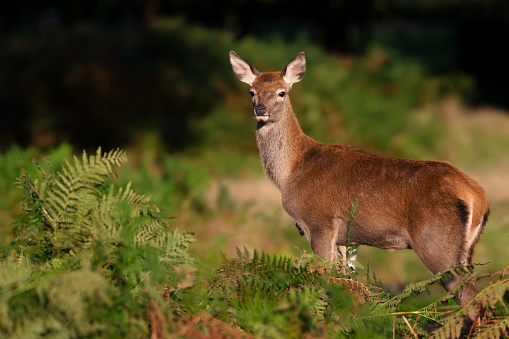 Close up of a red deer hind standing in bracken, UK.