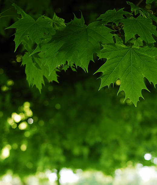 istock Green foliage.jpg 147656047