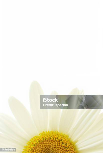 Daisy Flower Stock Photo - Download Image Now - Beauty In Nature, Botany, Daisy