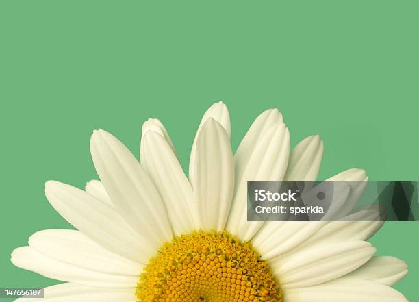 Daisy Stock Photo - Download Image Now - Beauty In Nature, Botany, Daisy