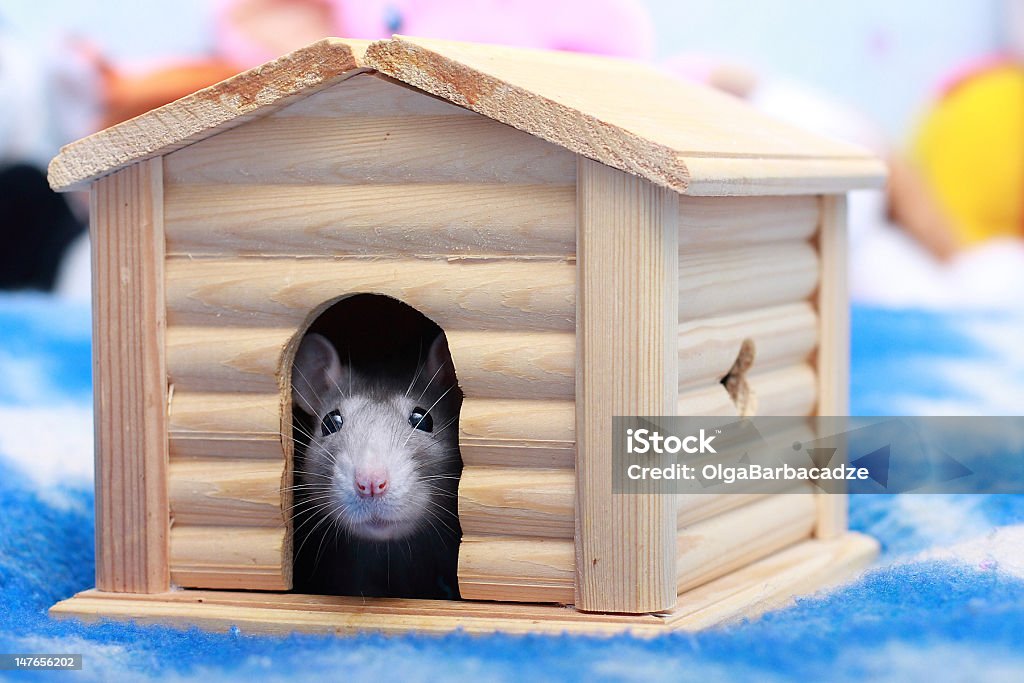 Rat in house Grey rat in small house Animal Stock Photo