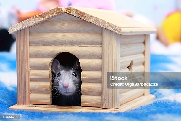 Rat In House Stock Photo - Download Image Now - Animal, Domestic Animals, Gift