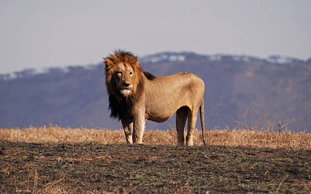 istock Lion In Ngorongoro N.P. 147656205