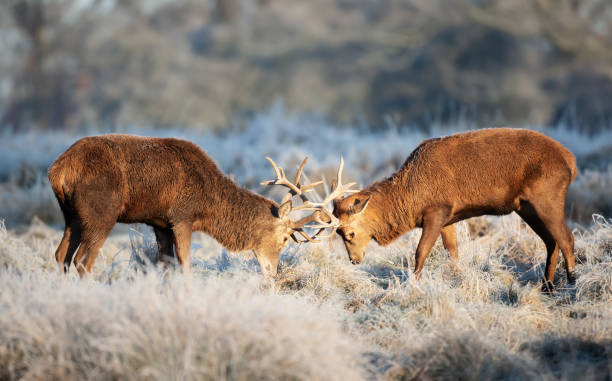 istock Red deer stags fighting in winter 1476562151
