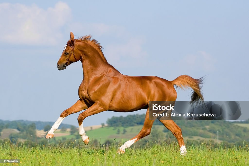 Cavalo no Prado galloping Azeda - Royalty-free Animal Foto de stock