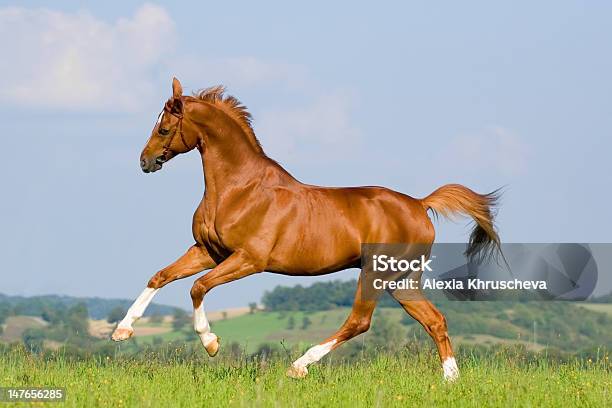 Cavalo No Prado Galloping Azeda - Fotografias de stock e mais imagens de Animal - Animal, Ao Ar Livre, Atividade