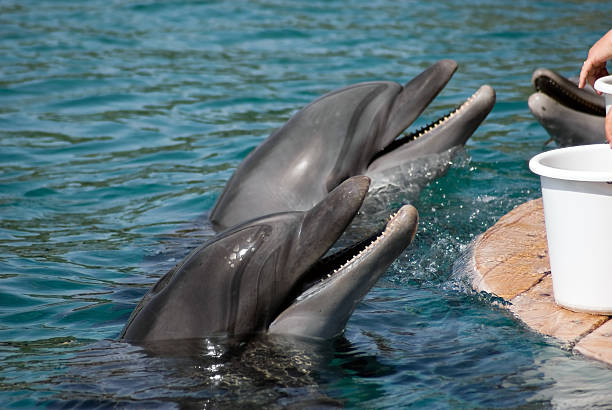 Cтоковое фото Дельфинов