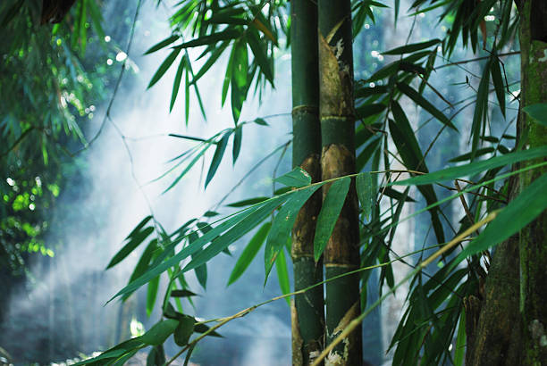 Bambu - foto de acervo