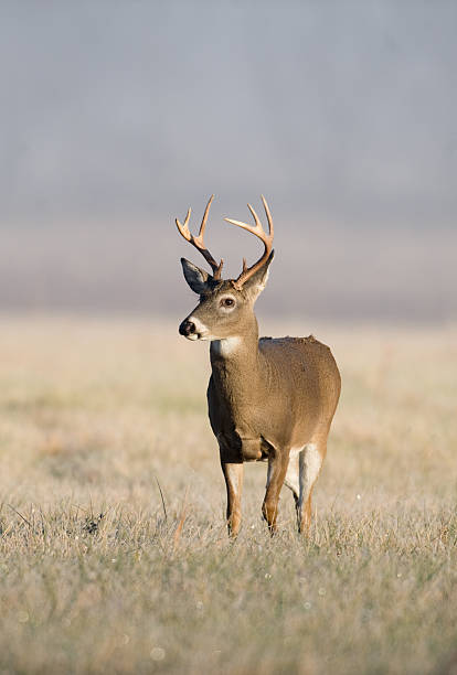 istock Whitetail deer on frosty morning 147656394