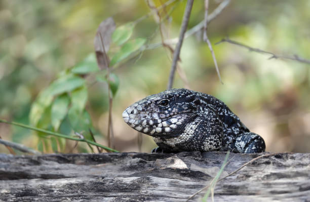 istock Close up of a Black and White Tegu 1476564270