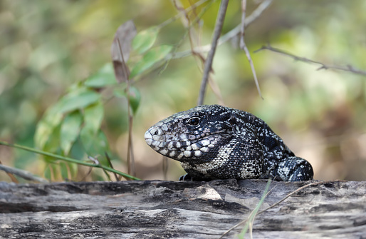 Close up of a Black and White Tegu (Salvator merianae), Pantanal, Brazil.