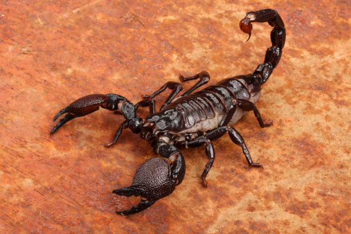 Emporer Scorpions (Pandinus imperator) are from West Africa.  They live and thrive in hot, humid regions.  Not aggressive.  Sting hurts, but venom is generally harmless.  A lot of people keep them as \