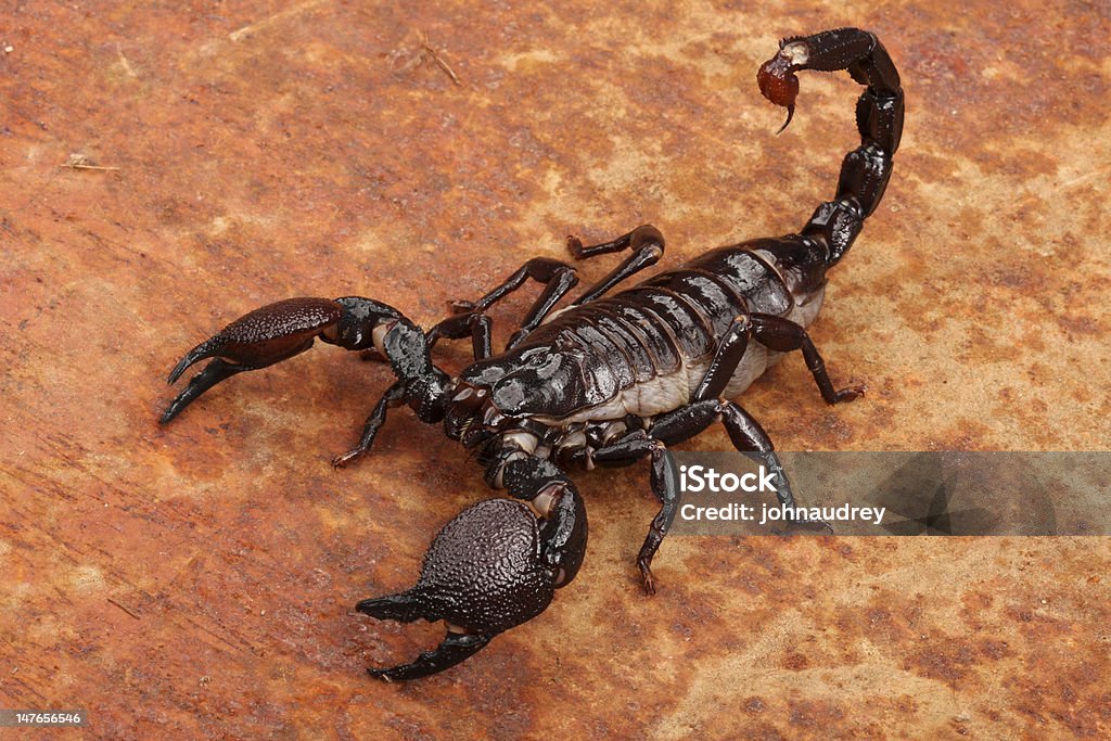 Close-up of Emperor Scorpion over reddish surface Emporer Scorpions (Pandinus imperator) are from West Africa.  They live and thrive in hot, humid regions.  Not aggressive.  Sting hurts, but venom is generally harmless.  A lot of people keep them as "pets." Scorpion Stock Photo