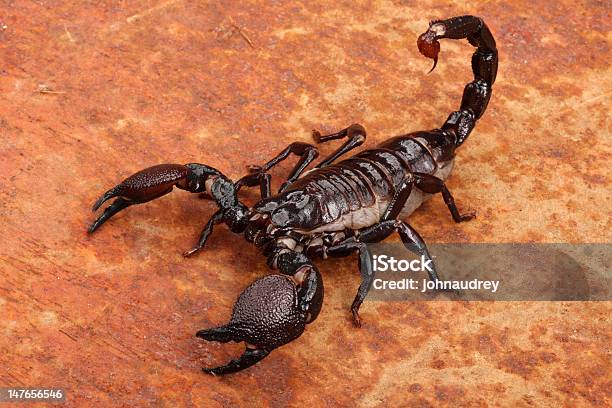 Closeup Of Emperor Scorpion Over Reddish Surface Stock Photo - Download Image Now - Scorpion, Animal, Animal Wildlife