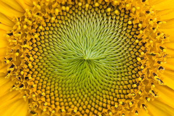 istock Closeup of sunflower 147656657