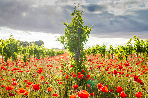 Ecologic vineyard springtime landscape with red poppy flowers blooming in La Mancha, Spain