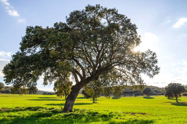 steineichen - quercus ilex stock-fotos und bilder