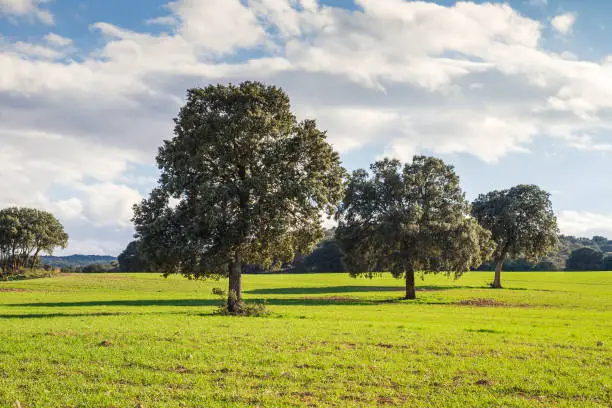 Holm oak grove green landscape in the springtime  countryside