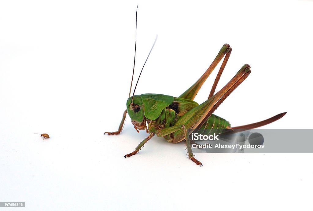 green grasshopper grasshopper whatching small insect Animal Antenna Stock Photo