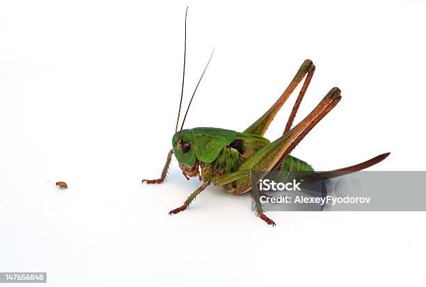 Green Grasshopper Stock Photo - Download Image Now - Animal Antenna, Animal Body Part, Animal Leg