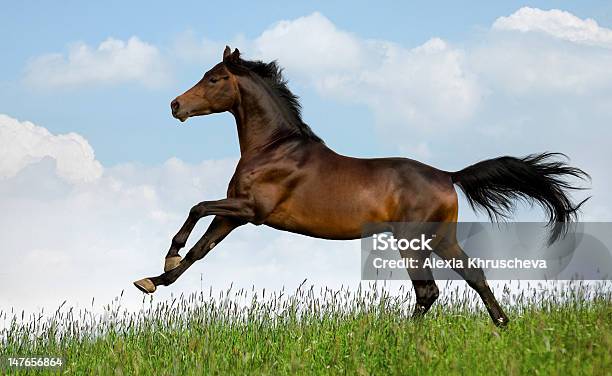 Bay Horse Runs Gallop On The Hill Stock Photo - Download Image Now - Activity, Animal, Bay Horse