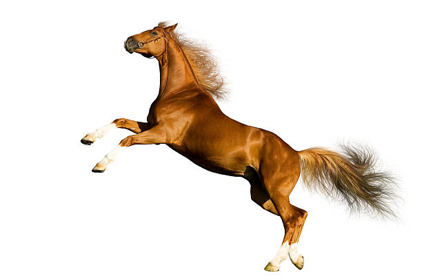 istock Sorrel horse isolated on white background 147656868