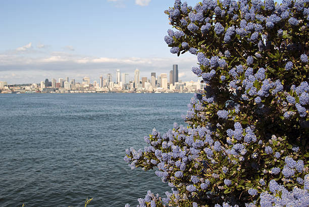 Downtown Seattle blur with blue flowers