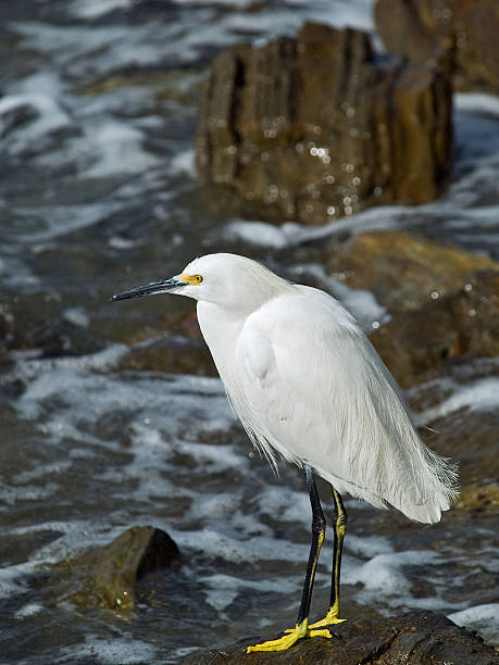 Snowy Egret bird on rocks stock photo