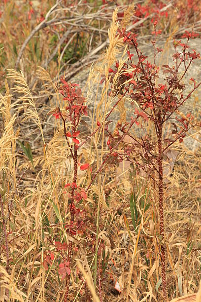istock Colourful amongst the Grsses 147657087