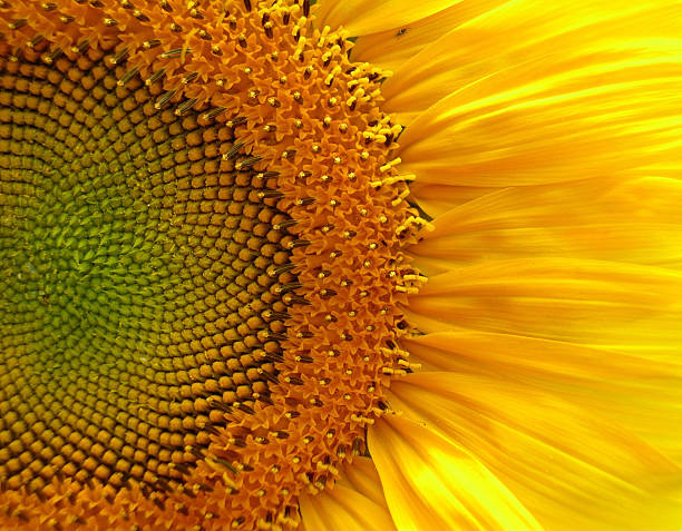 Sunflower Burst stock photo