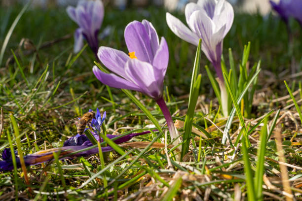 istock bee collecting pollen in small flower next to a crocus 1476572694
