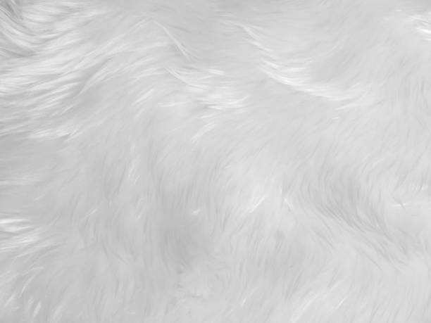 istock White clean wool texture background. light natural sheep wool. white seamless cotton. texture of fluffy fur for designers. close-up fragment white wool carpet. 1476572760