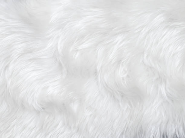 istock White clean wool texture background. light natural sheep wool. white seamless cotton. texture of fluffy fur for designers. close-up fragment white wool carpet. 1476572800