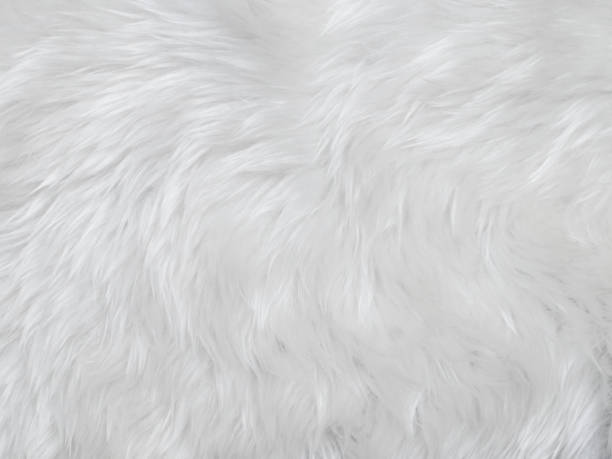 istock White clean wool texture background. light natural sheep wool. white seamless cotton. texture of fluffy fur for designers. close-up fragment white wool carpet. 1476572806