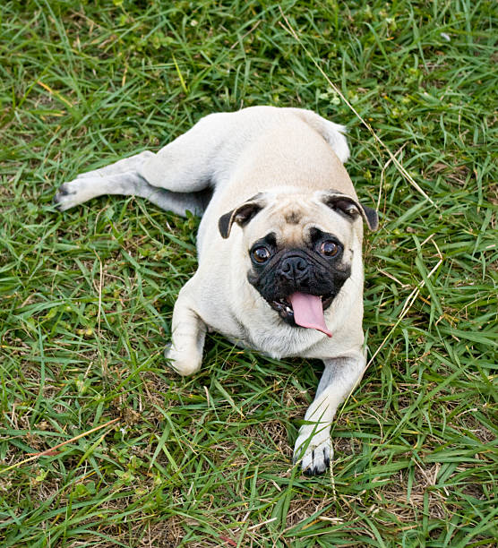 Jeune femme Carlin sur de l'herbe - Photo